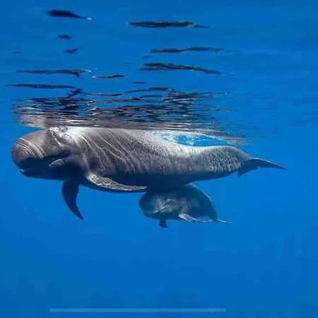 Americas Camison With Pool And Patio 7 By Tenerife365 아파트 플라야데라스아메리카스